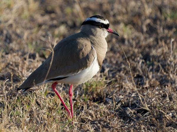 <h3>Vanellus coronatus / Crowned lapwing / Diadeemkievit</h3>OM-1 Mark II with OLYMPUS M.150-400mm F4.5, 1/2000 sec at F4.5, ISO 1000, distance 10.0 m